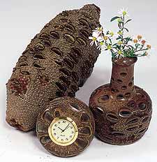 Banksia Nuts - 6 lbs/pak