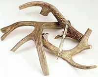 Naturally Shed Deer Antler - 1 lb/pak